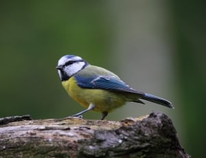 blue yellow and white bird thumbnail