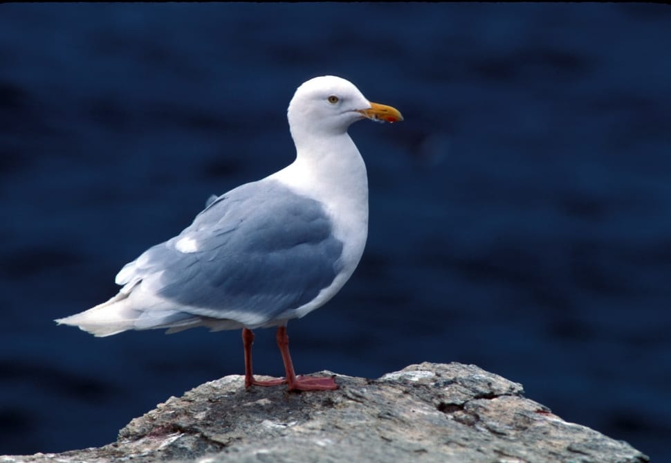 Glaucous Gull, Sea Gull, Seabird, Rock, bird, one animal preview