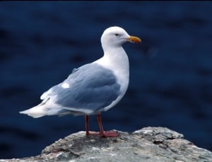 Glaucous Gull, Sea Gull, Seabird, Rock, bird, one animal thumbnail