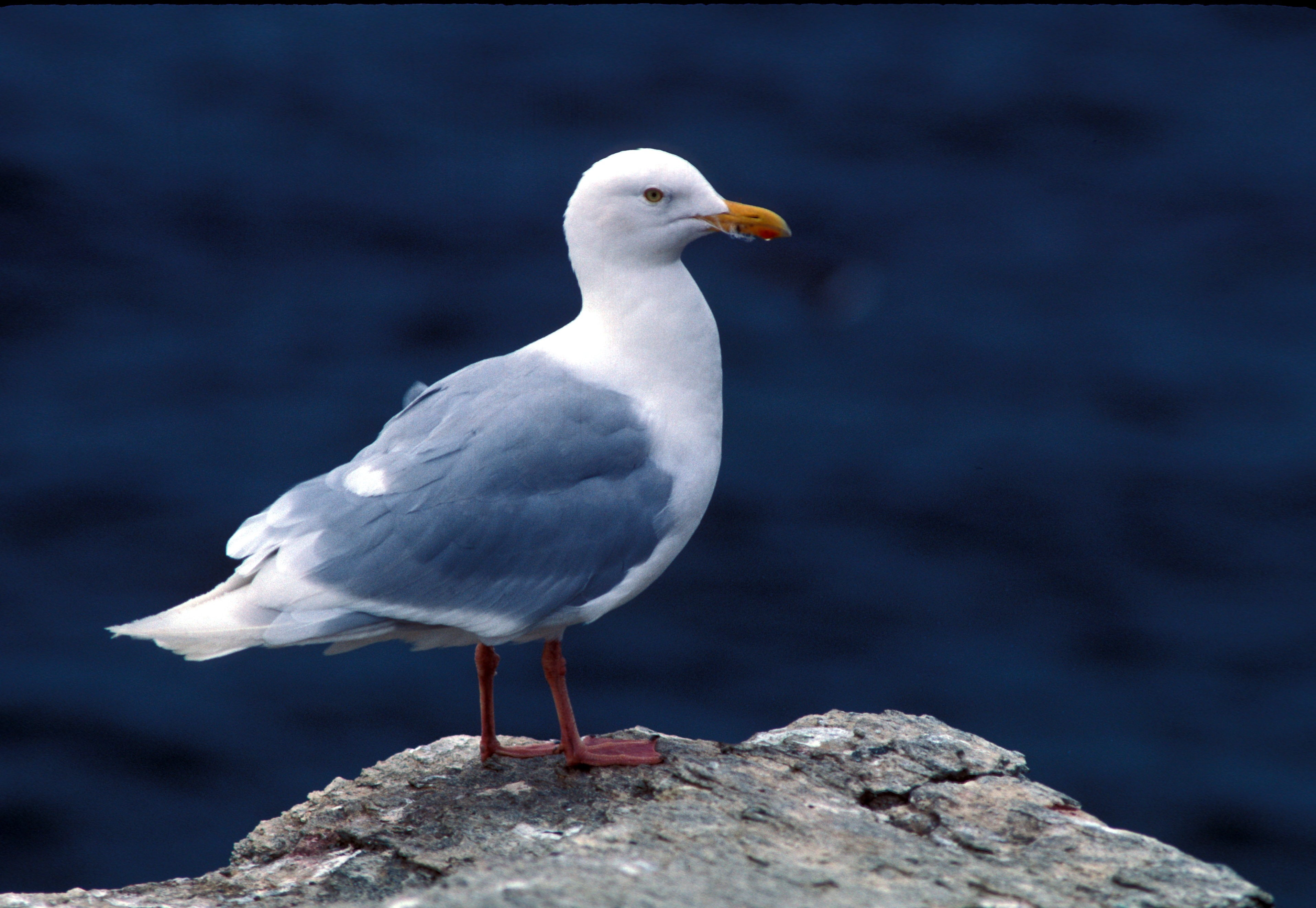 Glaucous Gull, Sea Gull, Seabird, Rock, bird, one animal