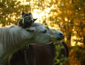 white and brown horse in head to head thumbnail