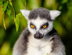 white and grey lemur close up photo at daytime thumbnail