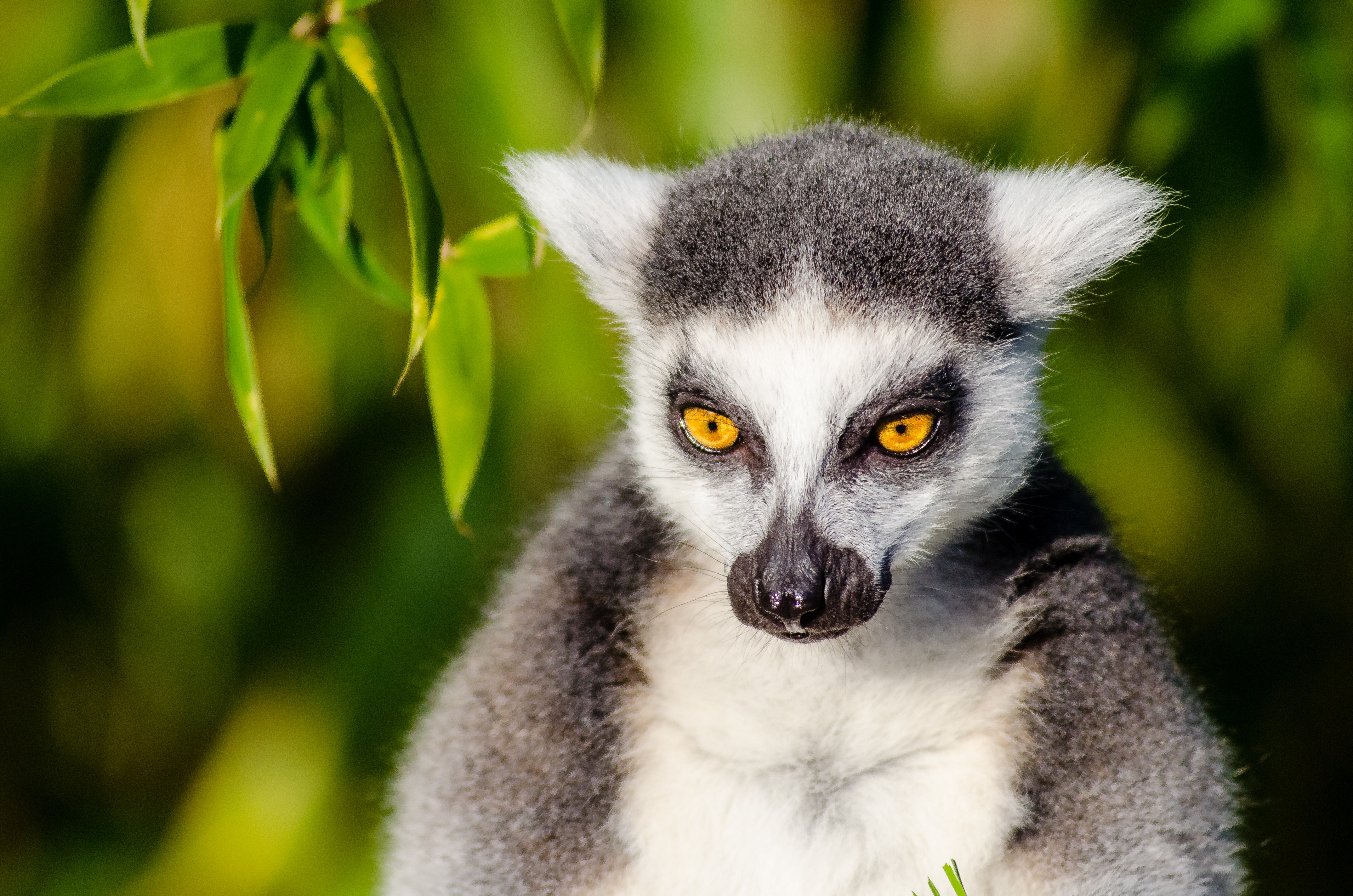 white and grey lemur close up photo at daytime