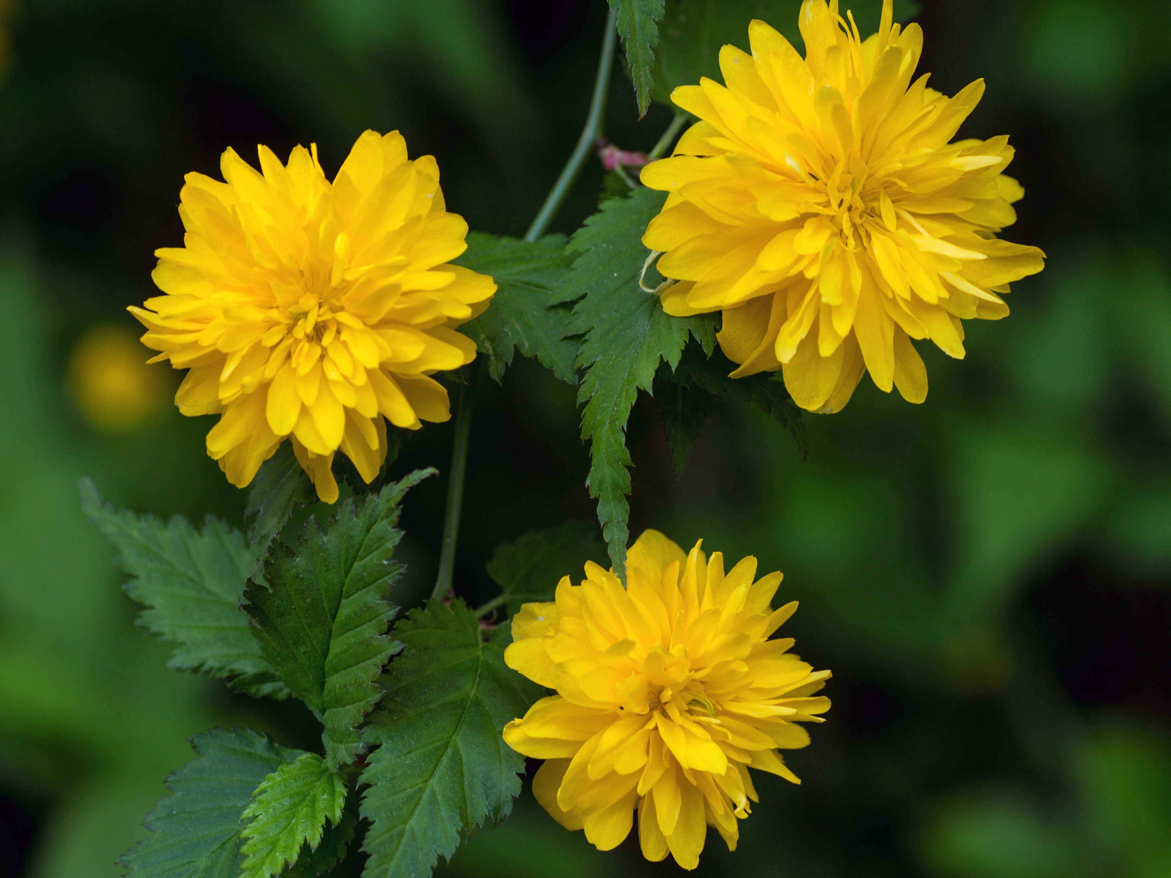 three yellow flowers