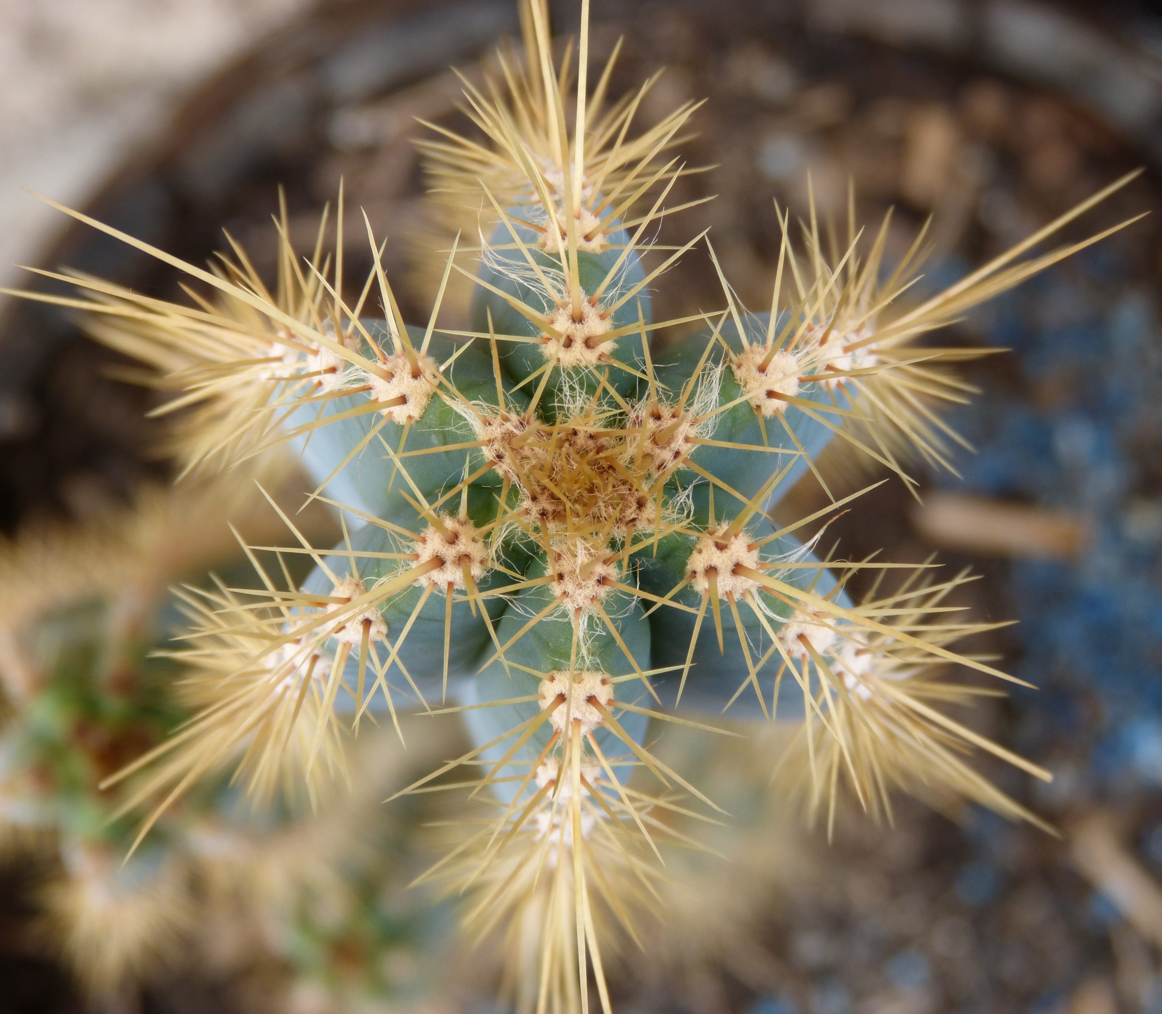 Overhead View, Thorns, Cactus, Skewers, thorn, cactus