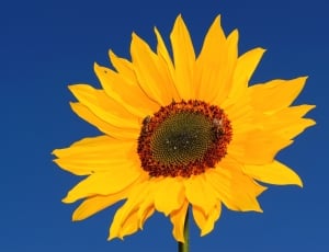 closeup photography of Sunflower thumbnail