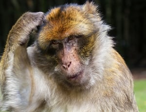 yellow white and brown chimpanzee thumbnail