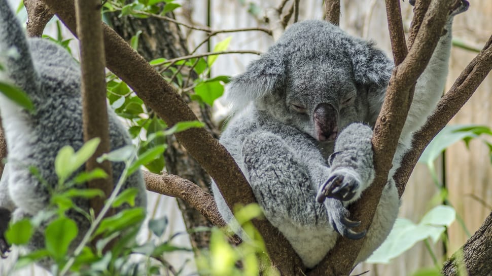 Zoo, Koala Bear, Nature, Koala, Cute, koala, branch preview