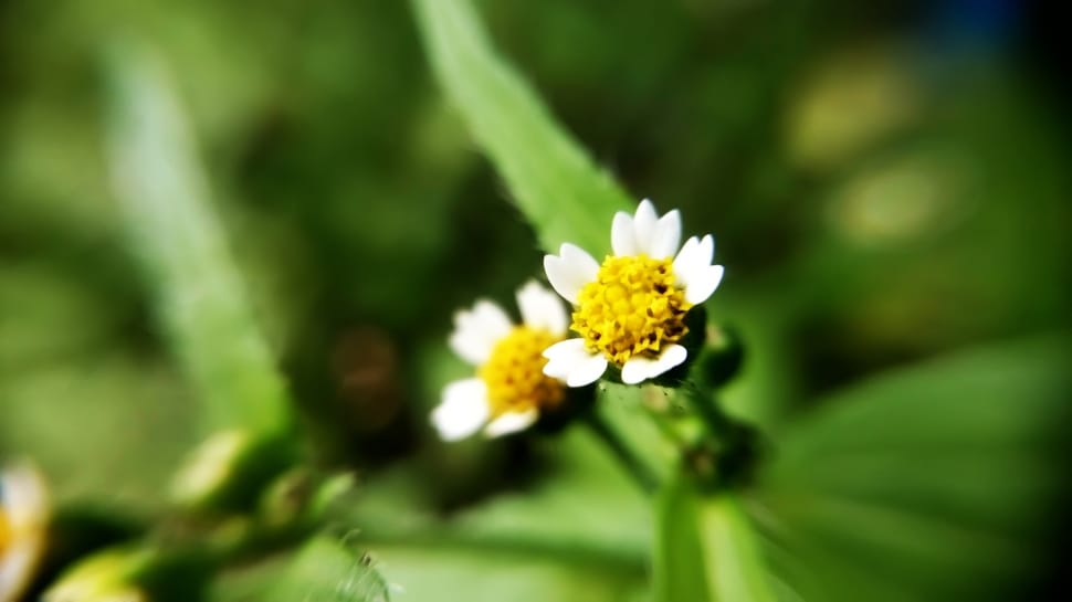 auto focus photography of two flowers during daytime preview