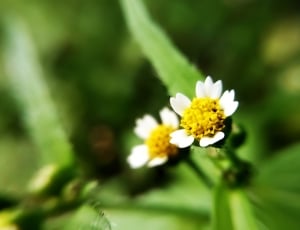 auto focus photography of two flowers during daytime thumbnail