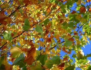 green yellow and red leaves thumbnail