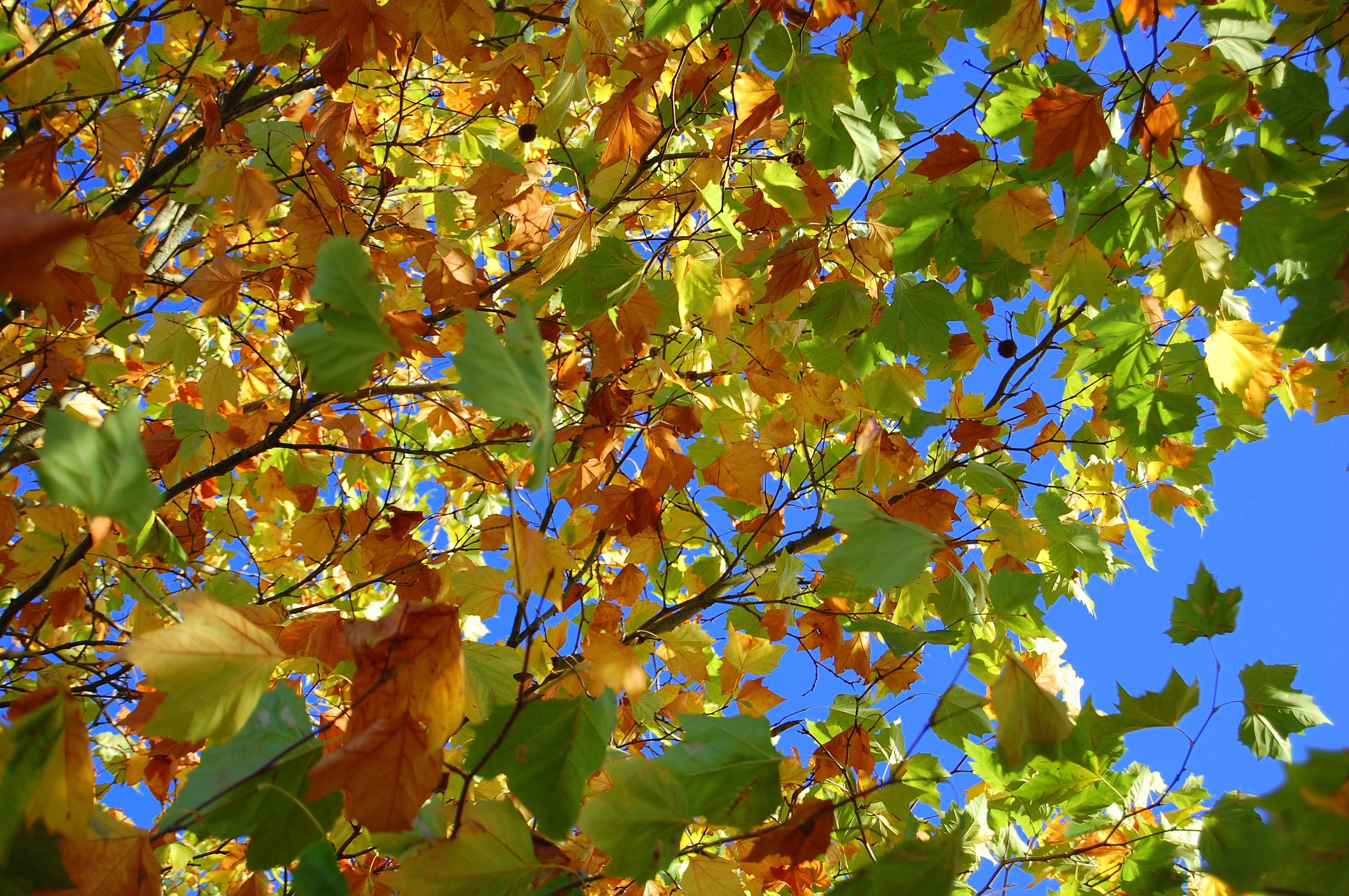 green yellow and red leaves