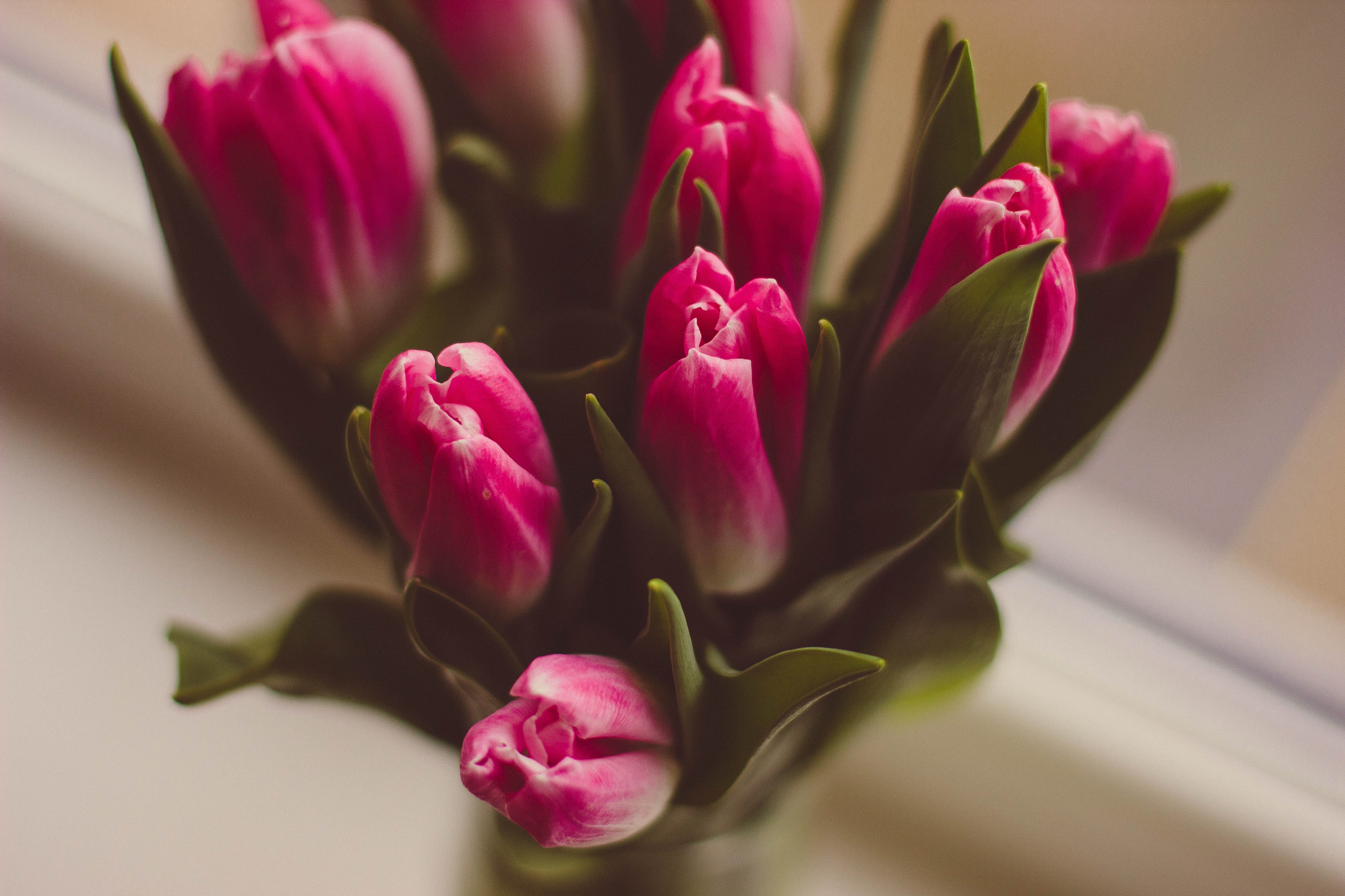tulip, pink, petal, flower, flower, pink color