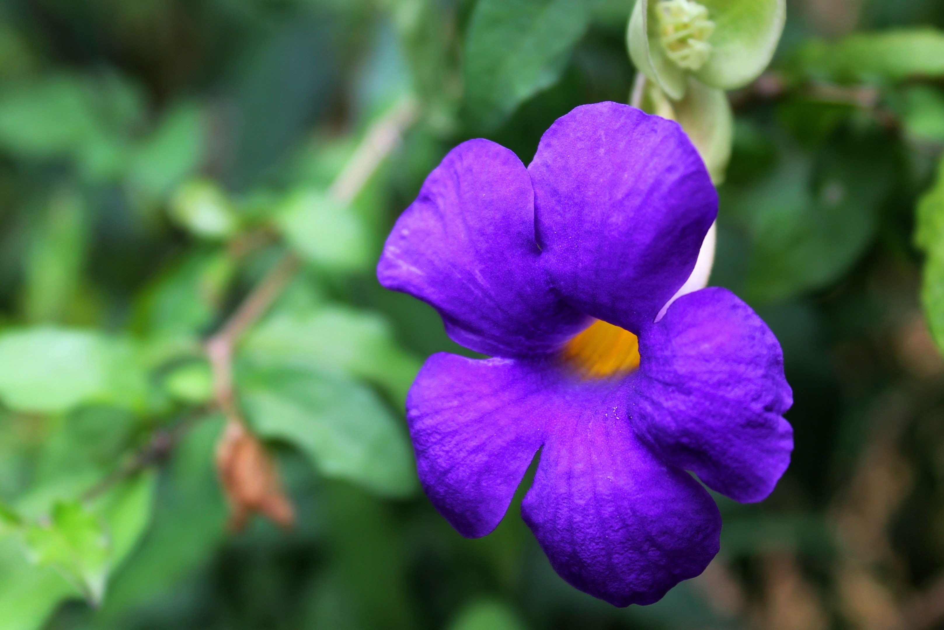 purple and green wild flower