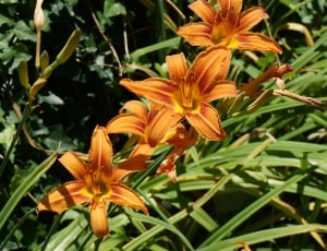 orange daylilies closeup photography at daytime thumbnail