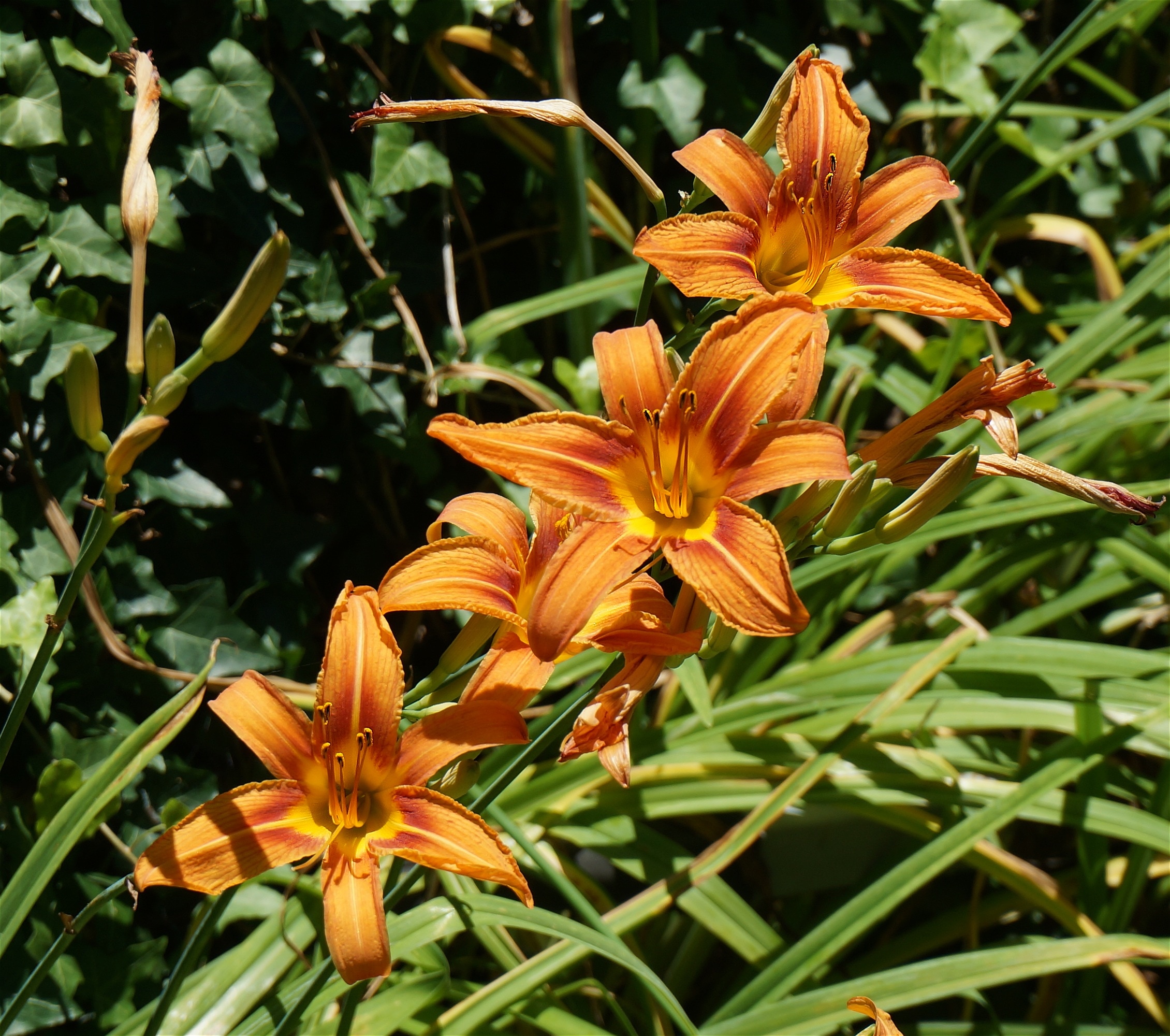 orange daylilies closeup photography at daytime