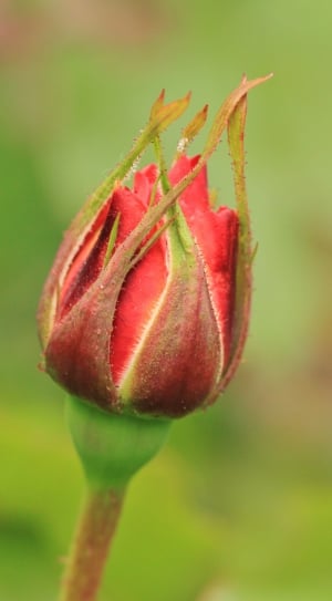 Rose Bud, Rose, Flower, Roses, Rosebud, close-up, growth thumbnail