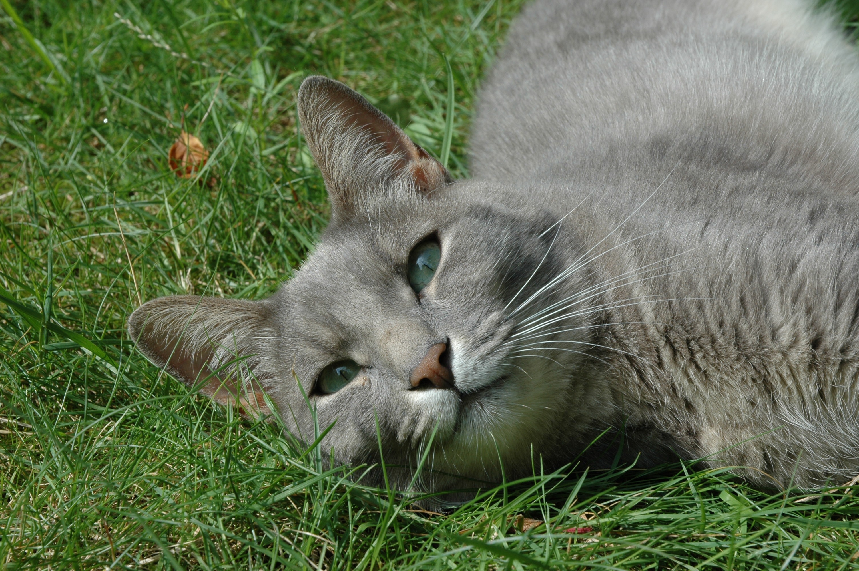 Расслабленная кошка. Кот в траве. Русый кот. Трава для кошек русская голубая.