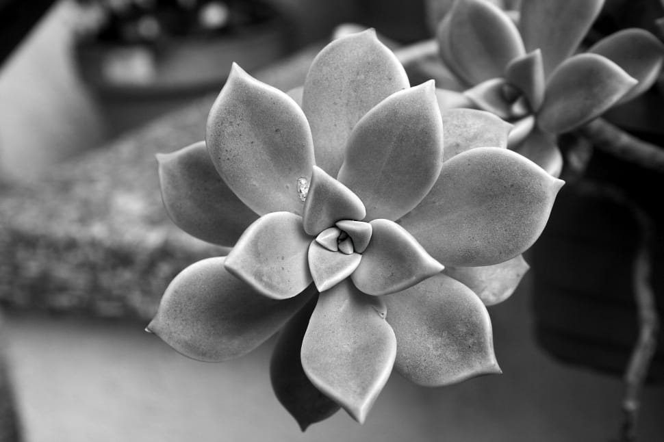 grayscale photo of petaled flower preview