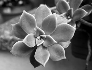 grayscale photo of petaled flower thumbnail