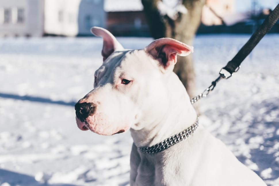 white dogo argentino sitting on snow covered ground preview