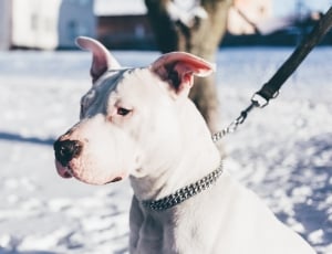 white dogo argentino sitting on snow covered ground thumbnail