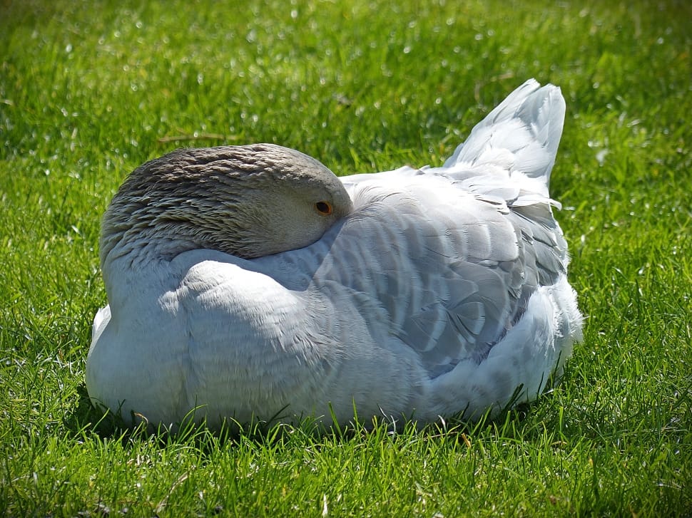 white and gray duck preview