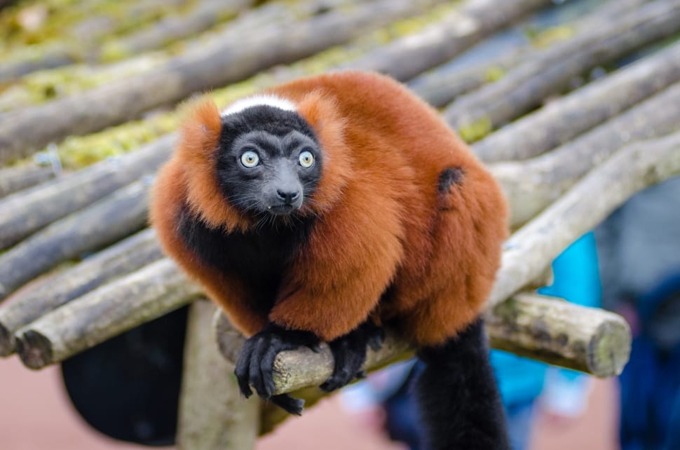 Red Ruffed Lemur preview