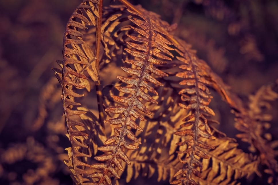 fern plant preview