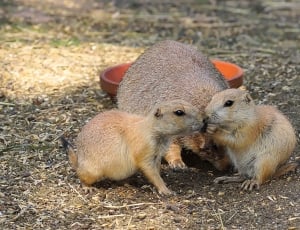 Croissant, Rodents, Gophers, Prairie Dog, animal themes, rodent thumbnail