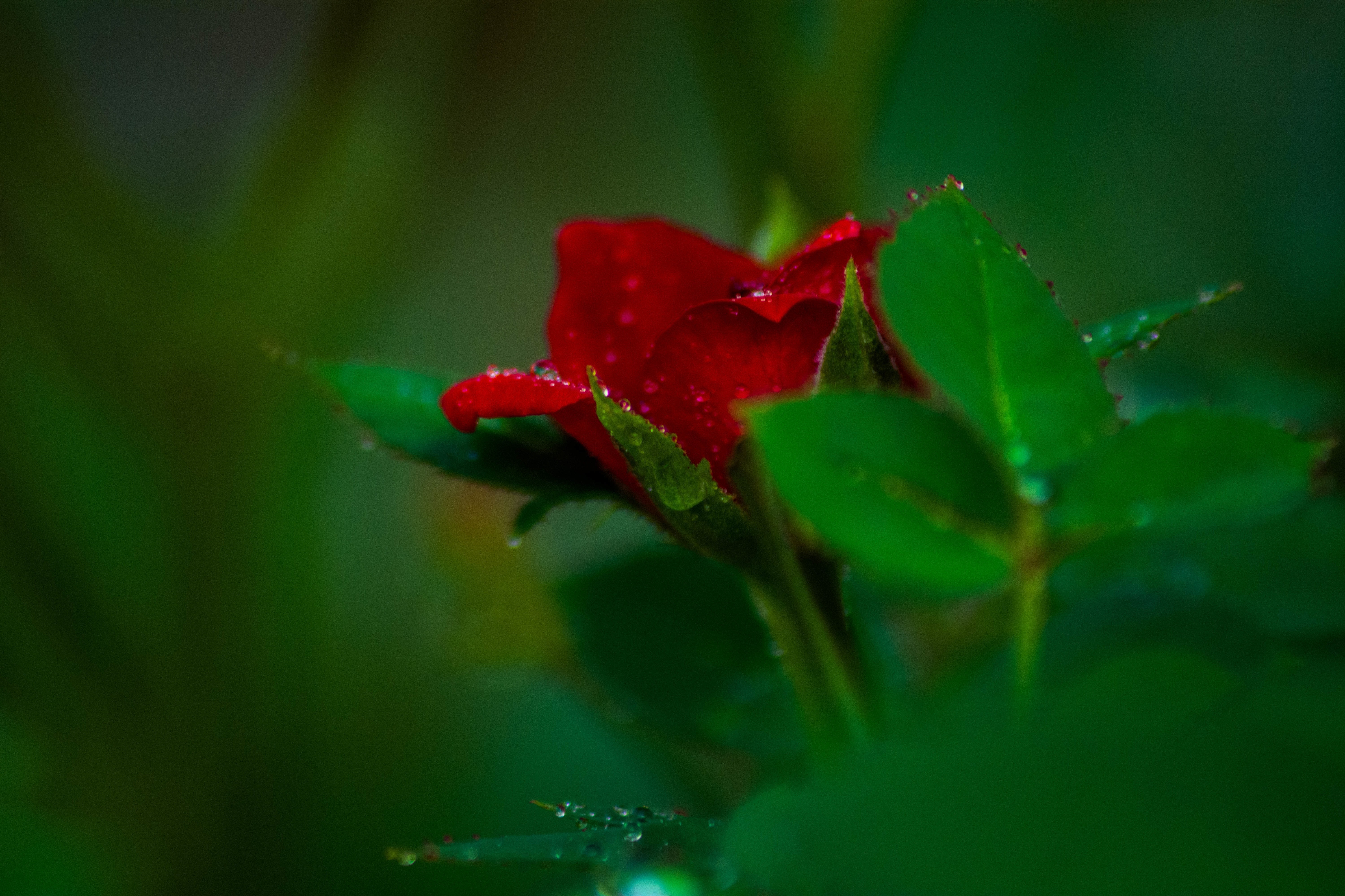 red rose closeup photography