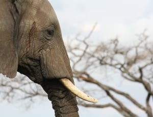elephant thumbnail