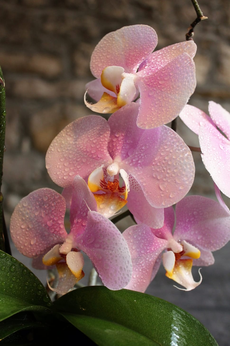 4 pink orchids preview
