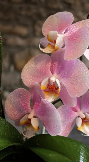 4 pink orchids thumbnail