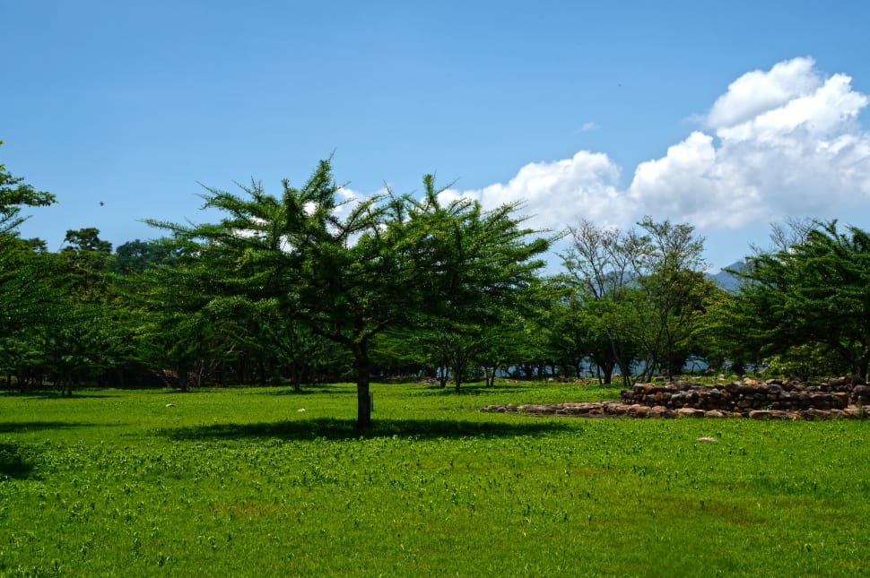 green trees on a daytime landscape preview