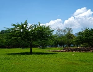 green trees on a daytime landscape thumbnail