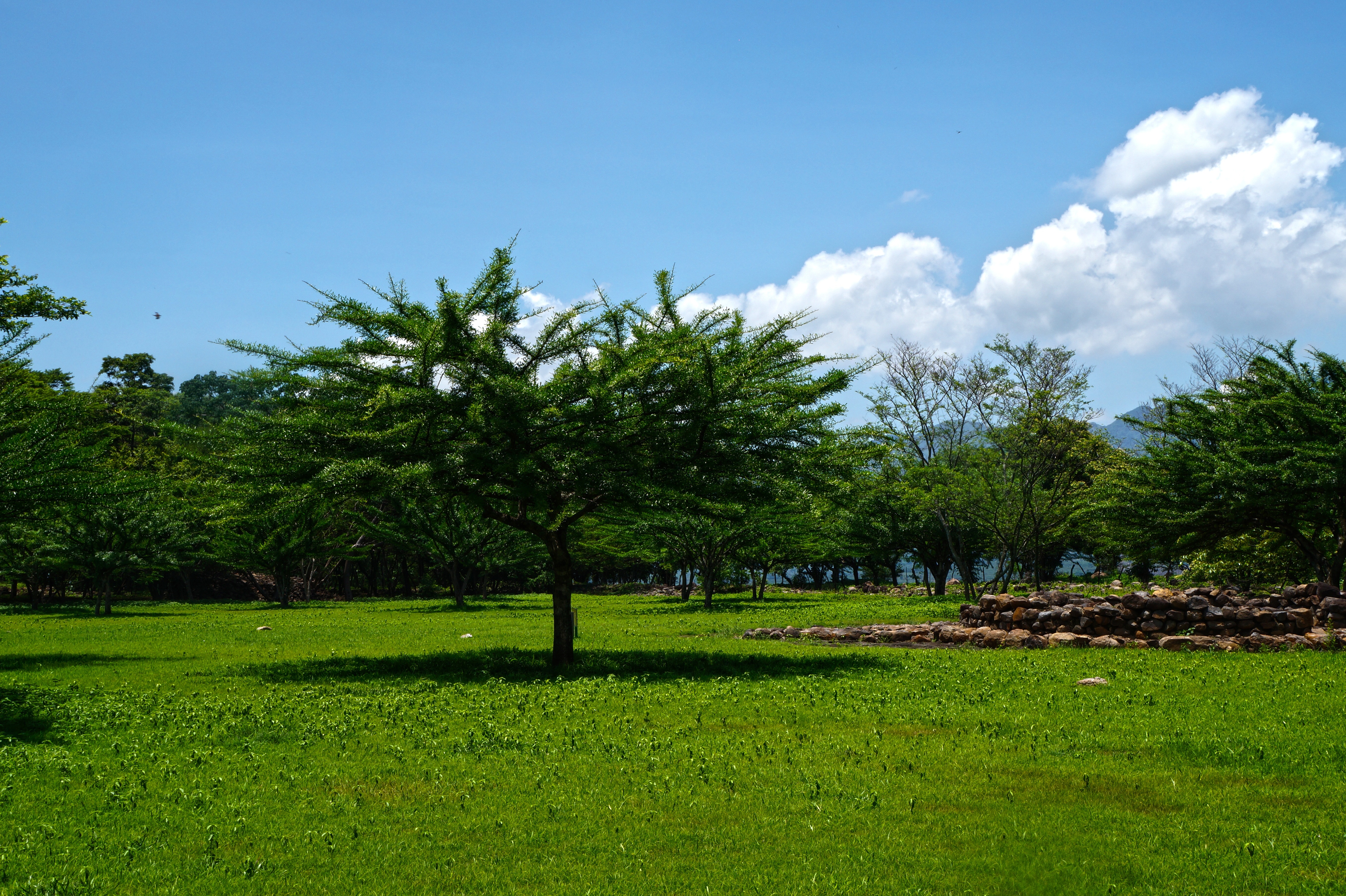 green trees on a daytime landscape