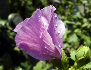 Morning, Flower, Hibiscus, Lila, Dew, flower, nature thumbnail