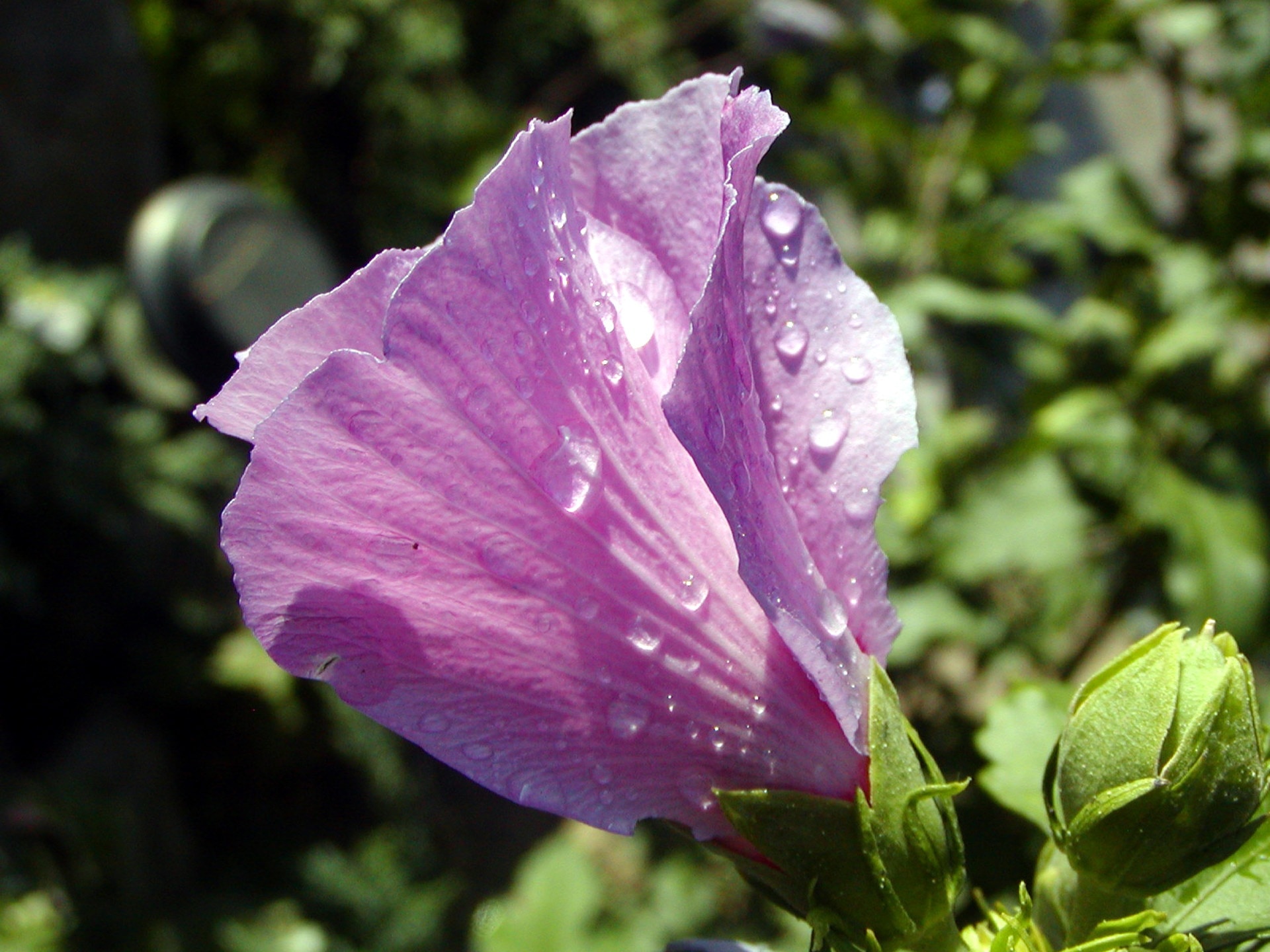 Morning, Flower, Hibiscus, Lila, Dew, flower, nature