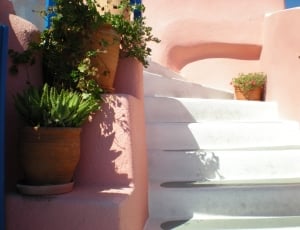Greek Island, Flowers, Stair, Santorini, potted plant, plant thumbnail