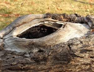wood trunk with hole thumbnail