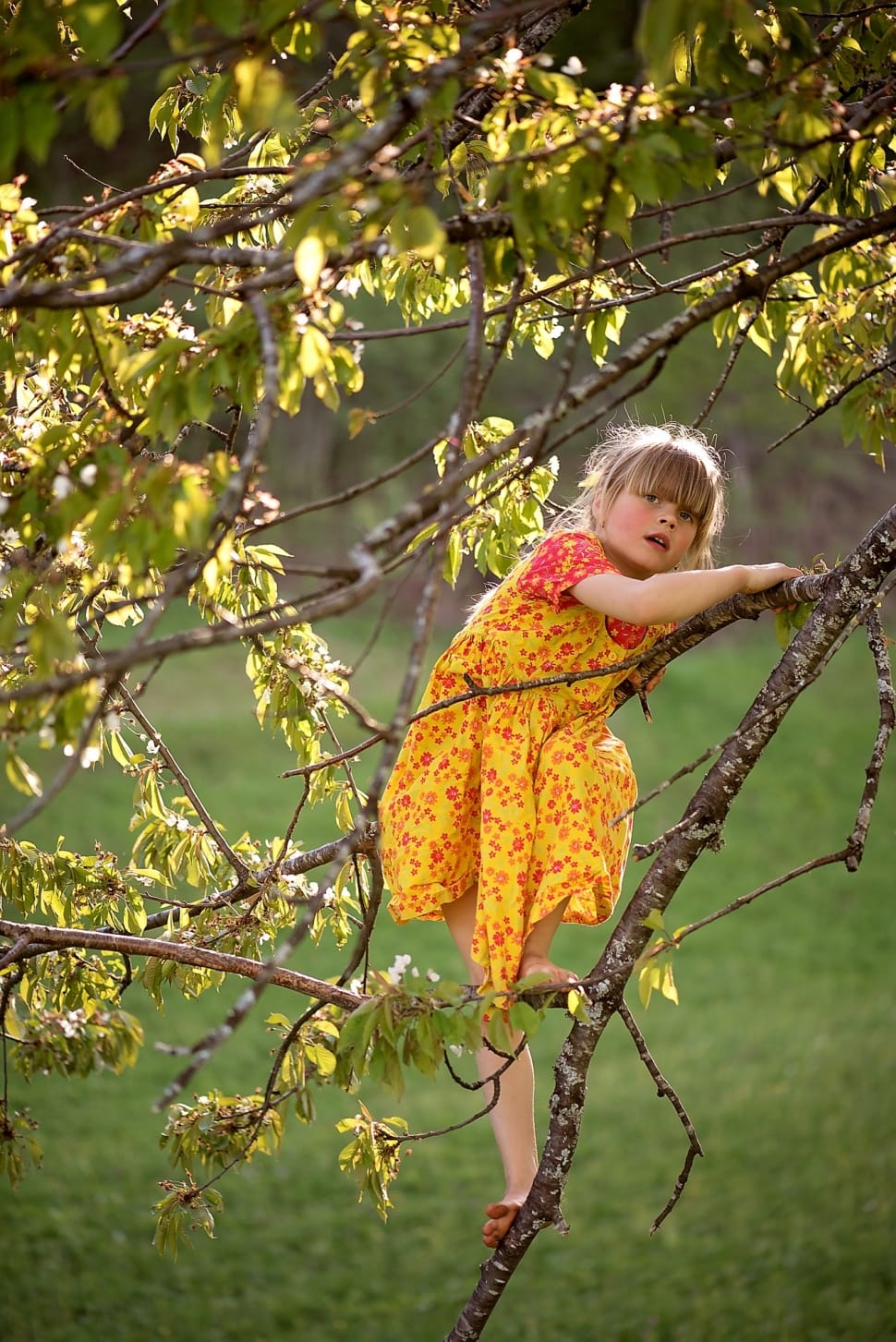 Dress, Human, Child, Tree, Girl, Person, child, children only preview