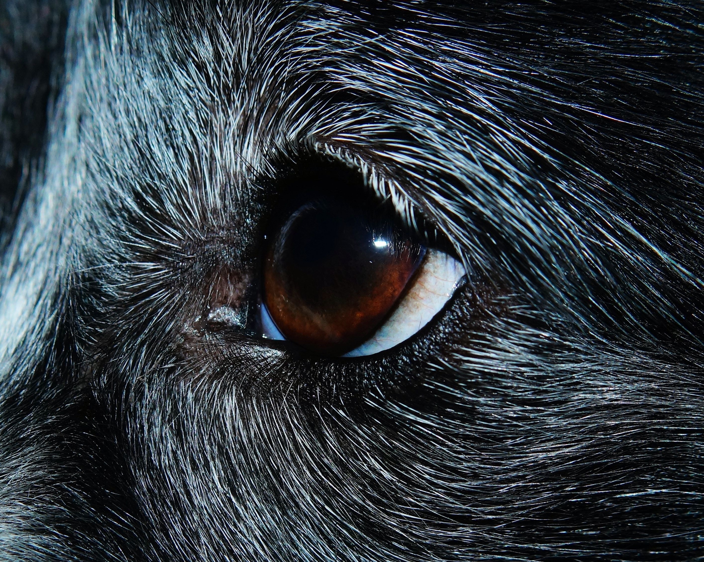 dog eyes free image | Peakpx