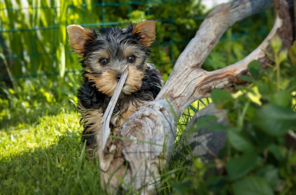 black and tan yorkshire terrier puppy preview