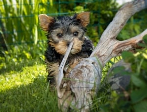 black and tan yorkshire terrier puppy thumbnail