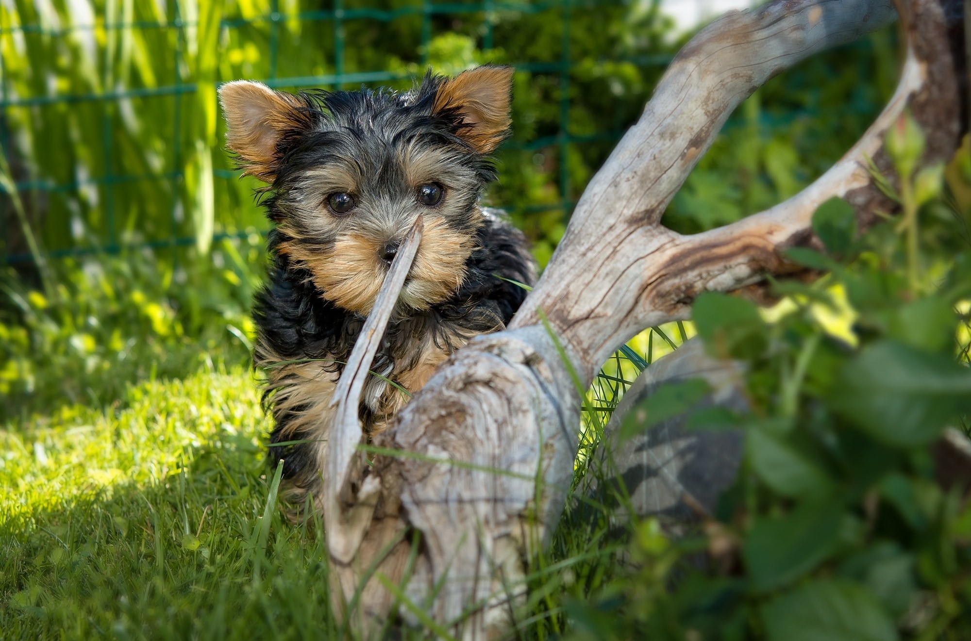 black and tan yorkshire terrier puppy