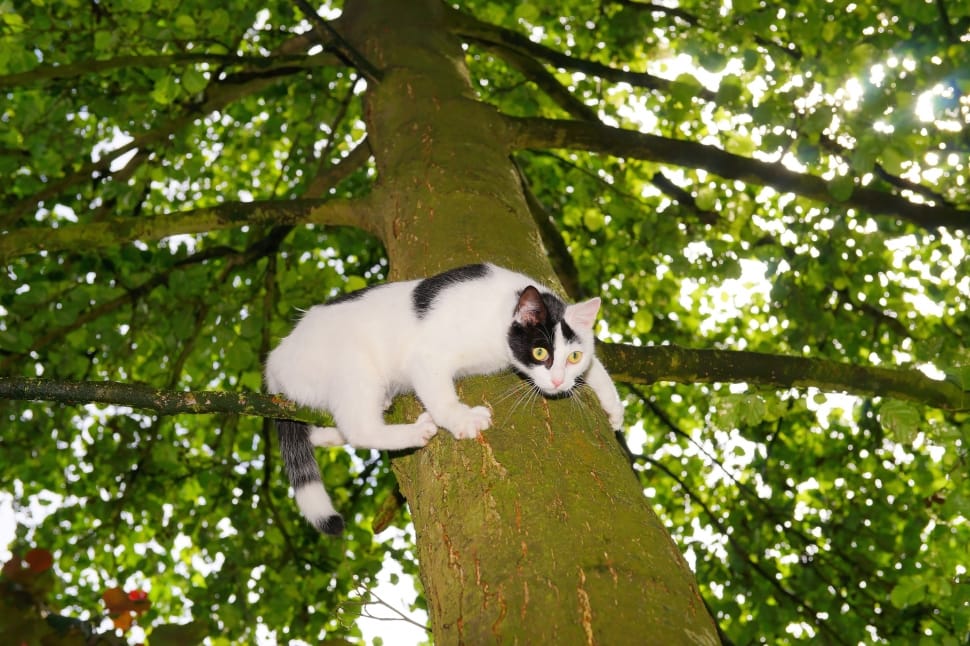 Climb, Pet, Nature, Young Cat, Tree, Cat, one animal, tree preview