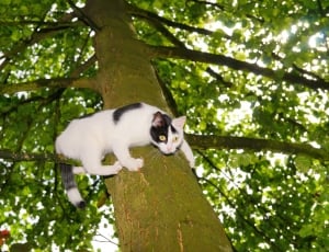 Climb, Pet, Nature, Young Cat, Tree, Cat, one animal, tree thumbnail