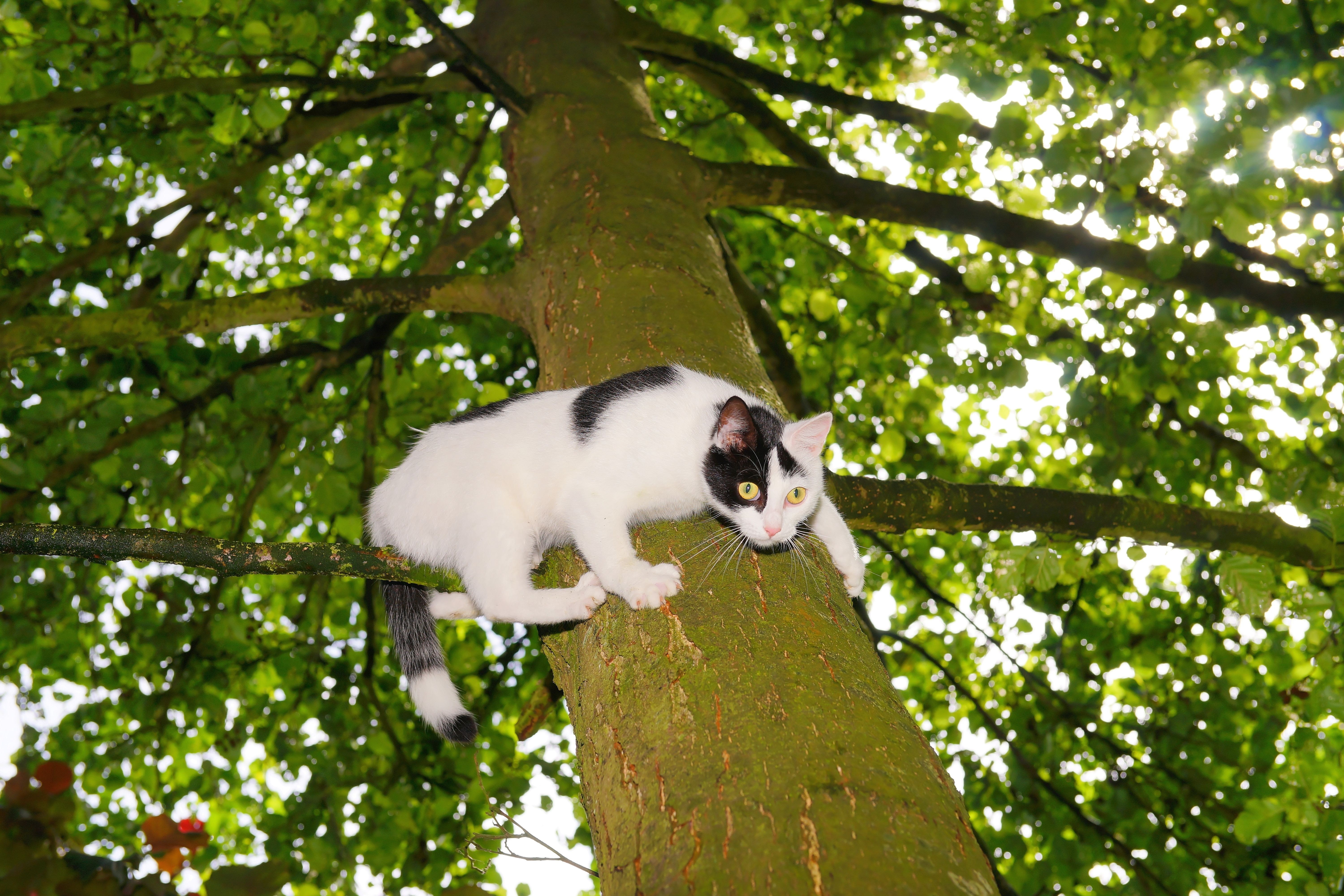 Climb, Pet, Nature, Young Cat, Tree, Cat, one animal, tree