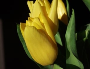 yellow and green flower thumbnail